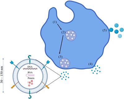 Mesenchymal Stromal Cells and Exosomes: Progress and Challenges